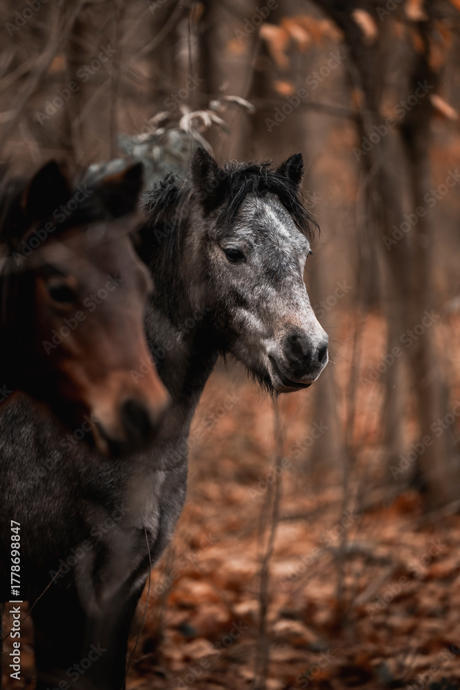 Fototapeta premium Artistic close-up of a dark horse pony head and mane backlit by intense sunlight, with soft lens flare and a dreamy, overexposed sky creating a peaceful and ethereal atmosphere