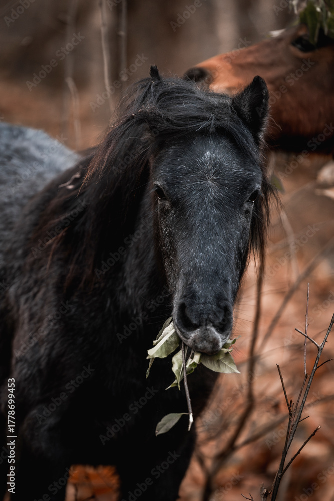 Fototapeta premium Artistic close-up of a dark horse pony head and mane backlit by intense sunlight, with soft lens flare and a dreamy, overexposed sky creating a peaceful and ethereal atmosphere