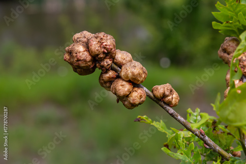 Oak galls formed by oak gall wasps create unique deformations on oak branches showcasing interesting interactions between insects and trees in nature