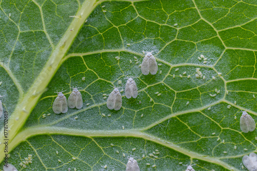 Whiteflies on a green leaf presenting a close view of Aleyrodidae sp. pest in its natural habitat during daylight