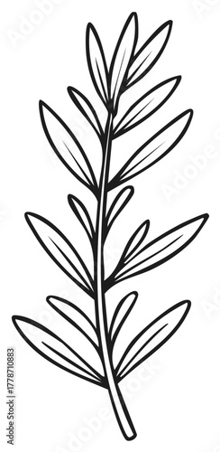 Minimalist rosemary sprig line art. Botanical herb illustration, black and white sketch.