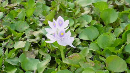 water hyacinth plants and flowers