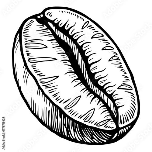 Detailed black and white illustration of a single coffee bean