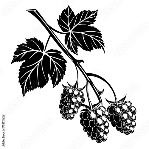 Stylized black and white grapes on the vine