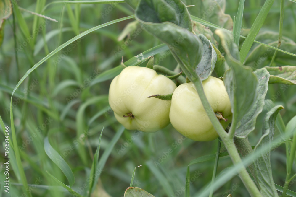 Obraz premium Green unripe Tomato, Green tomatoes plantation. Organic farming, young unripe tomato plant growth in greenhouse, Fresh green unripe tomatoes growing in the garden, Vegetable plantation with tomatoes