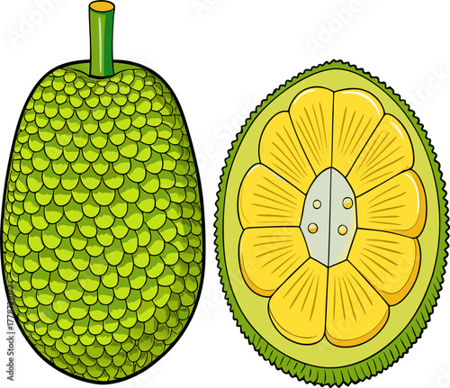 Jackfruit Vector Illustration | Tropical Exotic Fruit Clipart | Fresh Organic Food Design