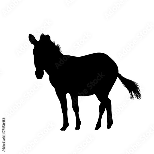 Silhouette of Zebra on white background.