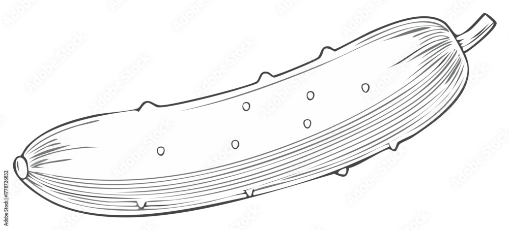 Fototapeta premium Single Pickle Vegetable Line Drawing Illustration with Textured Surface and Seeds