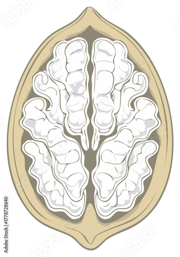 Open Walnut Halved Showing Intricate Kernels and Shell Texture Overhead View