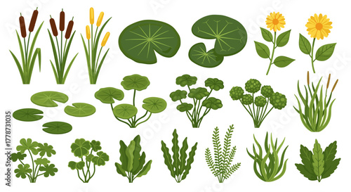 Diverse Aquatic Plant Life Flourishing in Pond Ecosystem, Illustrating Freshwater Flora and Wetland Vegetation for Environmental Studies, Botanical Illustration, Garden Design & Conservation Presentat