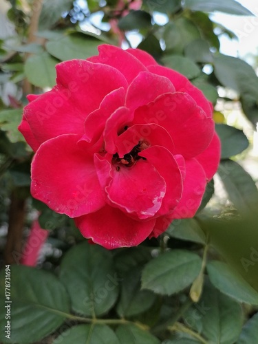 Vibrant Red Rose Close-up: Symbol of Love and Passion in Bloom