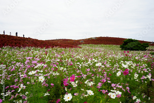 Wallpaper Mural コスモスとコキア Torontodigital.ca