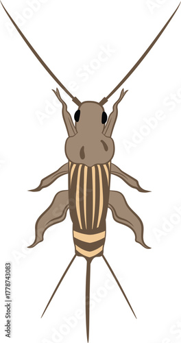 Vector Illustration of a Cricket Brown Field Cricket Insect Drawing for Nature, Wildlife, and Educational Use