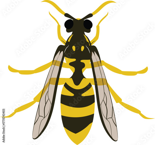 Vector Illustration of a Hornet Aggressive Yellow and Black Stinging Insect Drawing for Nature, Wildlife, and Safety Education