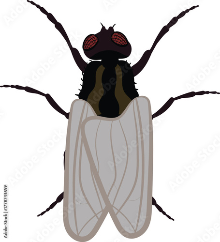 Vector Illustration of a Housefly Detailed Flying Pest Insect Drawing for Hygiene, Pest Control, and Biology Education