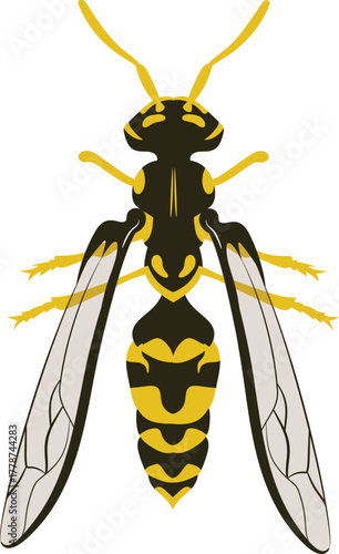 Vector Illustration of a Wasp Detailed Yellow and Black Stinging Insect Drawing for Wildlife, Nature, and Educational Safety Posters