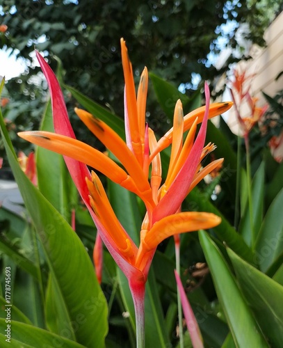 Exotic Bird of Paradise Flower Against Lush Green Foliage