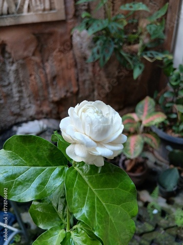 Close-Up of a Blooming Arabian Jasmine Flower