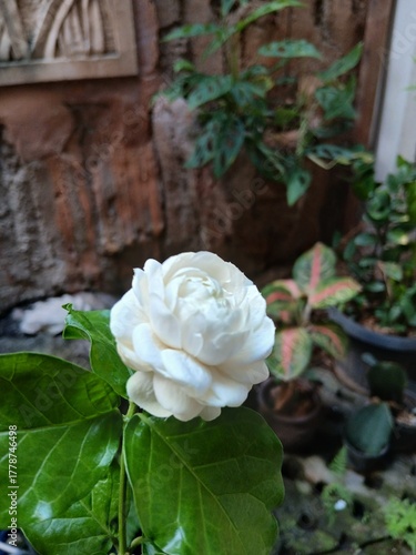 Close-Up of a Blooming Arabian Jasmine Flower
