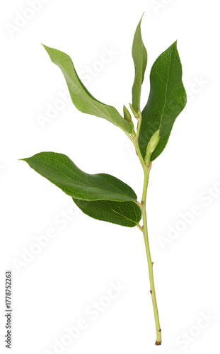 Small twig with fresh green...