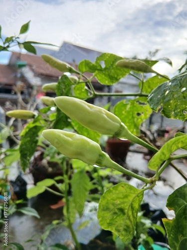 Chili Peppers with Water Droplets