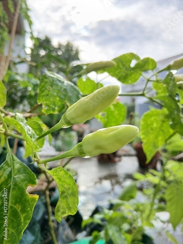 Chili Peppers with Water Droplets