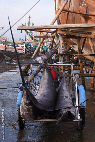 Two swordfish on a rickshaw at the harbor, ready to be transported to the fish auction.