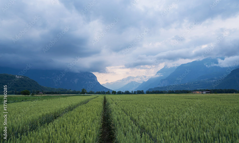 Obraz premium Green wheat field with tractor lines stretches across the Rhône Valley near Saint-Maurice, Switzerland, bordered by the dramatic Swiss Alps under cloudy skies with distant snow-covered peaks at sunset