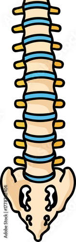 the bodys central pillar illustrating anatomical support and human structural health, isolated on transparent background