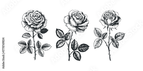 Three detailed rose stems with leaves drawn in sketch style