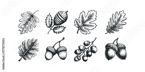 Oak Leaves and Acorns Collection