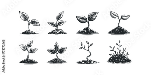 Collection of Seedling Growth Stages on Soil