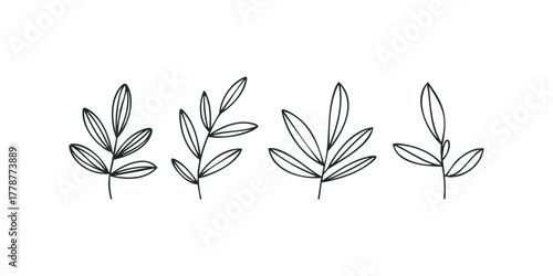 Four botanical line drawings of leaves and stems