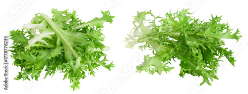Fresh green leaves of endive frisee chicory salad isolated on white background with full depth of field. Top view. Flat lay