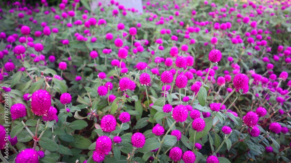 Obraz premium Amaranth Flower or Knob Flower (Gomphrena globosa) Bright purple with a close view.