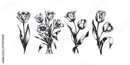 Line Art Tulips Collection