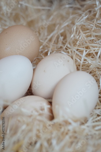 Close up of natural white and brown chicken eggs lying on straw in a rustic nest. Farm fresh organic eggs, healthy natural food concept, perfect for cooking, baking, or Easter decoration themes.