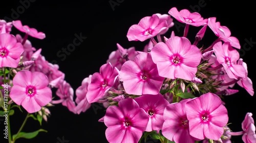 Vibrant Pink Phlox Flowers Blooming Against a Dark Background.