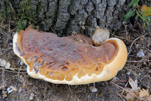 champignon langue de boeuf