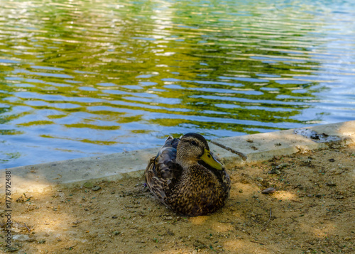 A wild duck sits on the surface of a pond with reflection and soft sunlight in a park