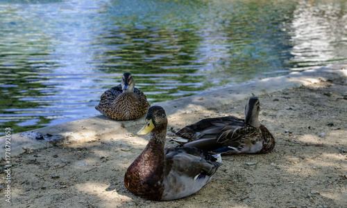Three wild ducks sit on the surface of a pond with reflection and soft sunlight in a park