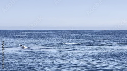 Magnificent gray whale emerging and breaching in the blue waters of Guerrero Negro lagoon, Baja California. Whale watching tour in Mexico