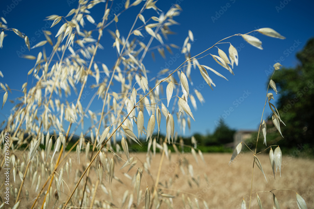 Fototapeta premium Close up of oat plant spikes on agricultural farmer organic fields, blue sky at the background.