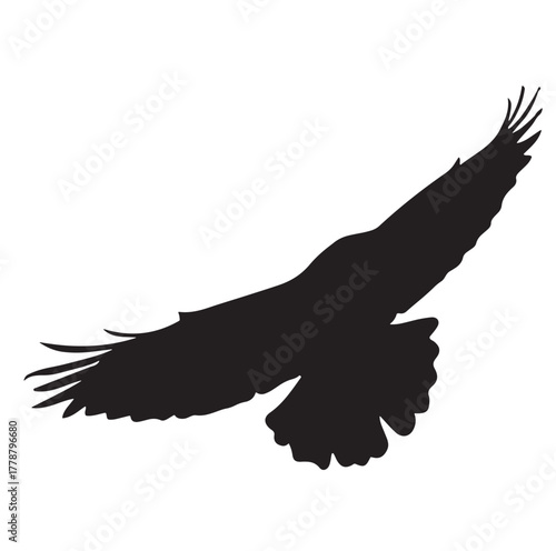 Eagle Silhouette, Flying Bird Vector Isolated on White