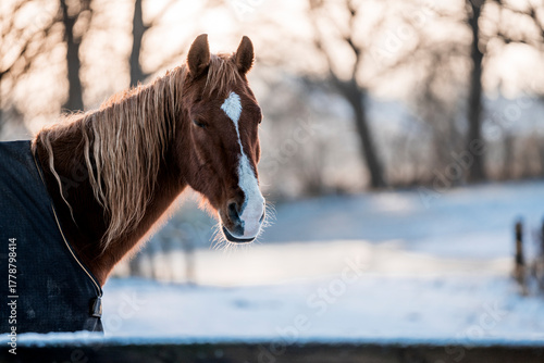 Chestnut horse with a white blaze standing outdoors in a snowy winter forest landscape, wearing a dark blanket, with soft morning light and bare trees in the background