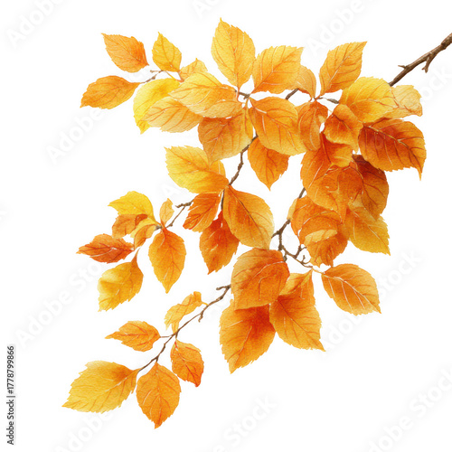 Vibrant autumn branch with golden orange leaves isolated on transparent background