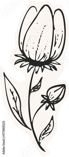 Minimalist Plant Illustration Cutout Paper. Wild forest herbs and flowers vintage textured chalk drawing sketch