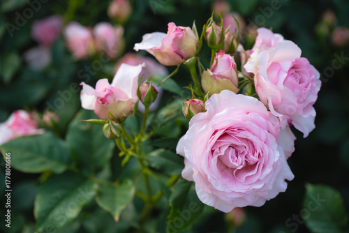 薄いピンク色の薔薇