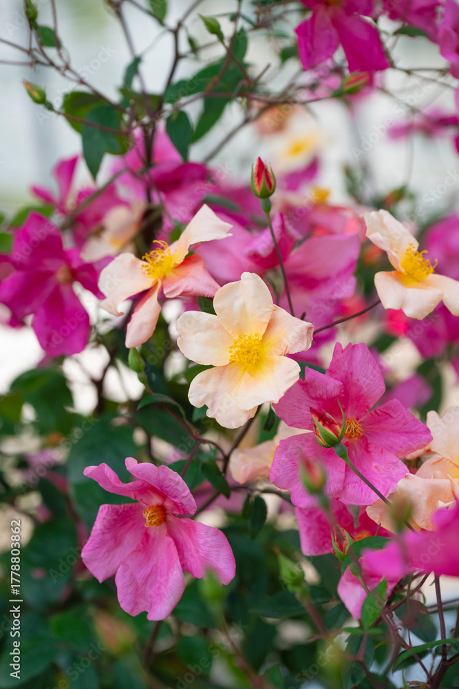 Fototapeta premium 薔薇