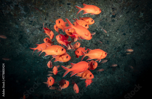 red soldierfish hiding in a cave in the Maldives